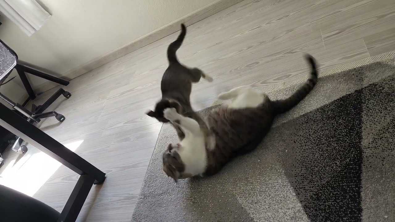 [886] crab walk fighting is the best way to bond