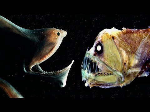 Terrifying Abyss Dwelling Animals