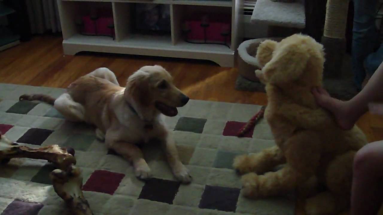 Dog barking at toy dog YouTube