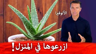 استخدموا هذه النبتة التي سهل جدا زراعتها في المنزل ولها فوائد عظيمة على الجلد والأمعاء | الألوفيرا