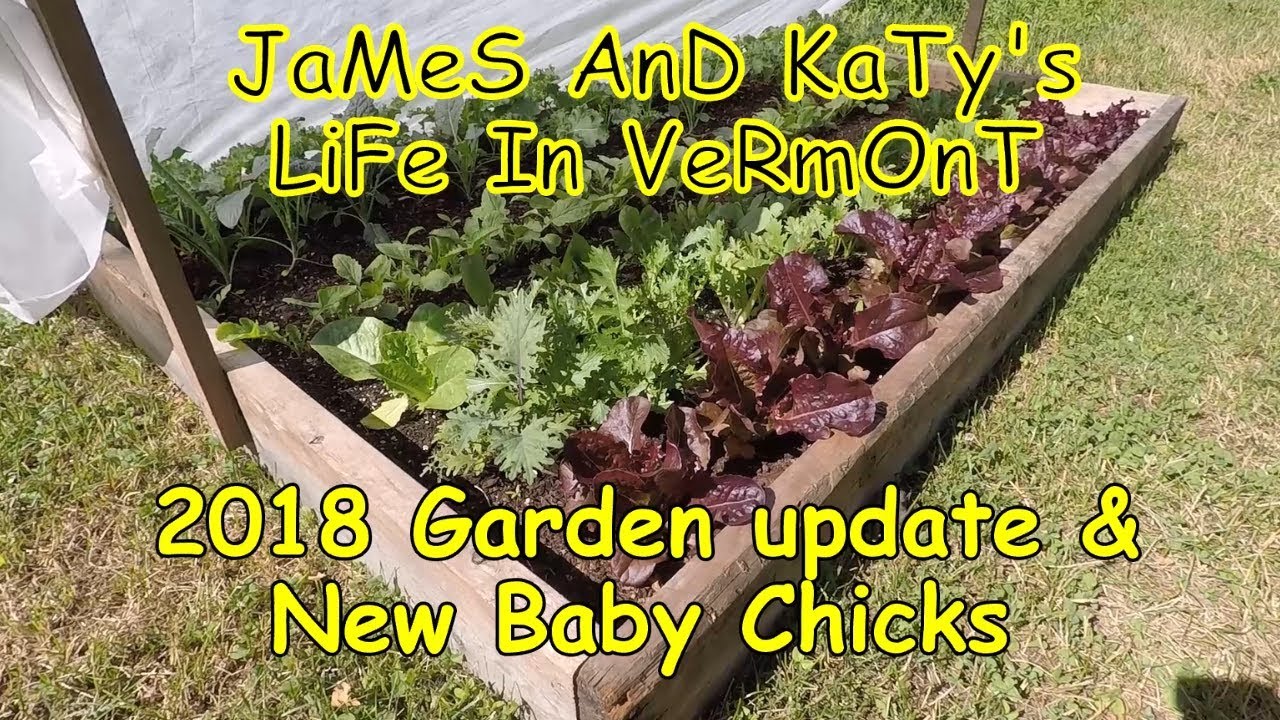 2018 Back To Eden Garden Update Composted Woodchip Edition 2018 Back To Eden Garden Update Composted Woodchip Edition Plus Baby Ens