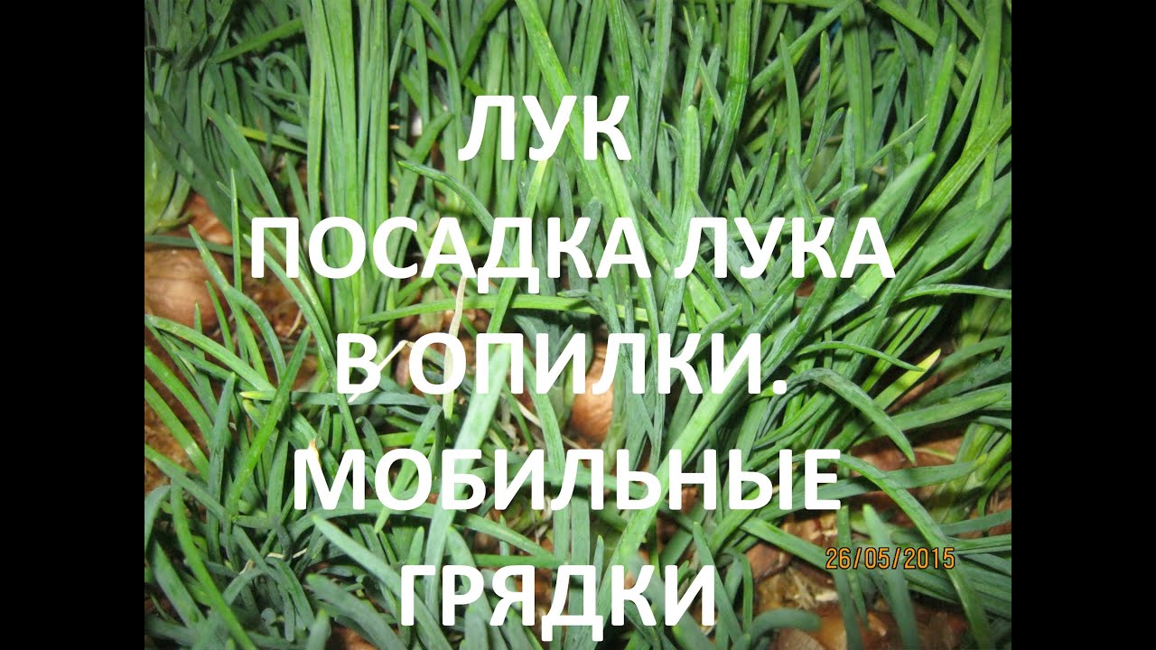 Выращивание лука в опилках в домашних условиях Выращивание лука в опилках в домашних условиях