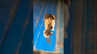 Calico cat vs endless kibble pile #satisfying #petcontent #cat #kitten