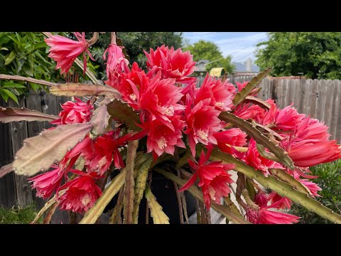 Stress Produce More Flower In Epiphyllum Cactus | Tips Of The Day And Last Update