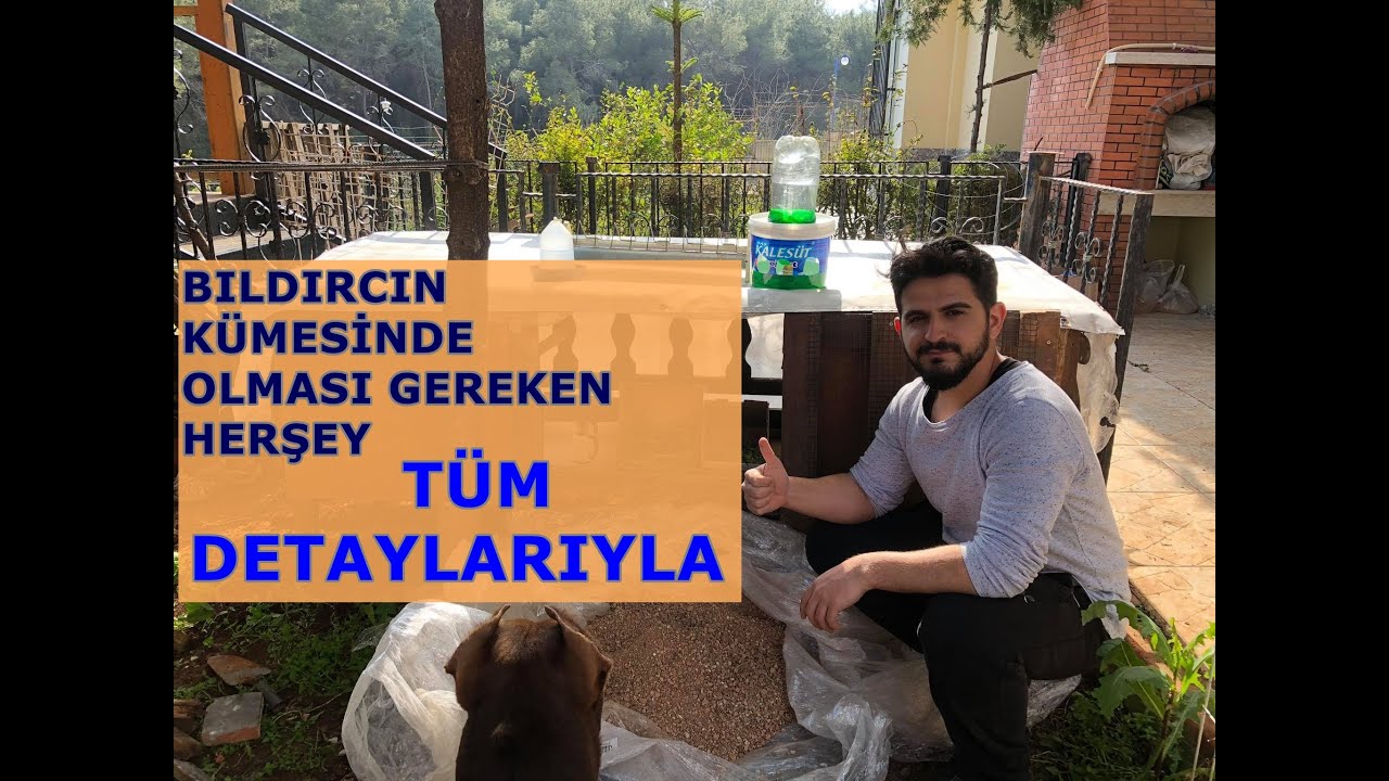 Bıldırcın kümesinde neler olmalı #bıldırcın #bıldrıcınbakımı #bıldırcınhakkındaherşey