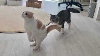 今日も朝からドタバタ走り回って元気すぎる猫たちに手を焼いてます…笑