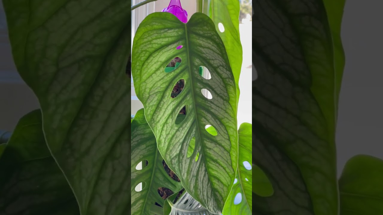 Tips to grow tropical houseplant Monstera Siltepecana El Salvador to  maturity and get fenestration - YouTube