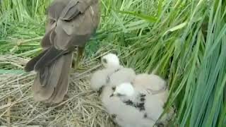 Download Lagu Western Marsh Harrier #burung #birds #bird MP3