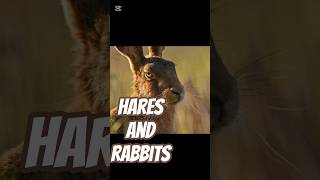 Difference Between Hares And Rabbits.