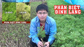 Phân Biệt Đinh Lăng Nếp (Lá Nhỏ) và Đinh Lăng Tẻ (Lá To) | 0764 456 123