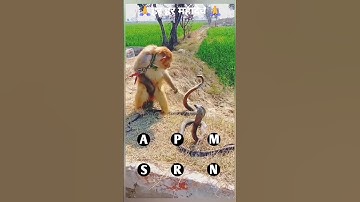 oh! monkey vs two big cobra snakes short video #shorts #trending #foryou
