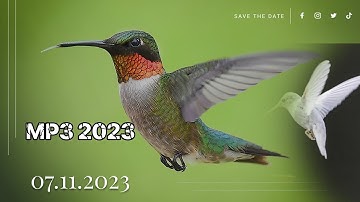 Mummingbird sounds / hummingbird Calls / Bird sounds / Bird calls