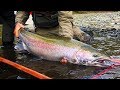 Cameron Catches A GIANT, Broodstock Steelhead Fishing! | Addicted Life Ep. #27