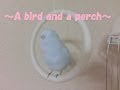 ●DIY●Part1!  ～A bird and a perch～