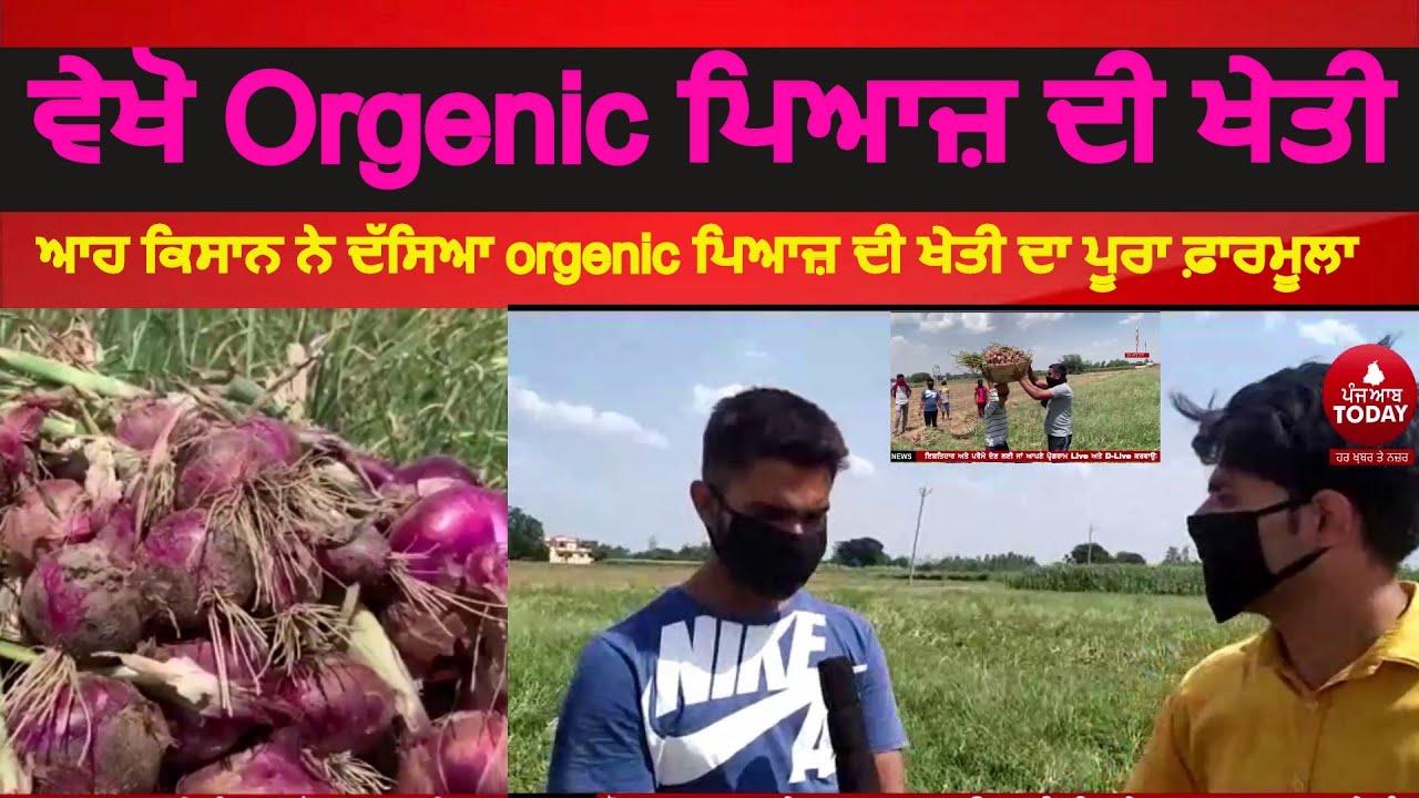 See Organic onion Farming Punjab Farmers orgenic farming of Onions
