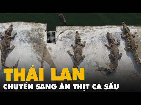 Video Thịt heo tăng giá, người Thái Lan chuyển sang ăn cá sấu - youtube