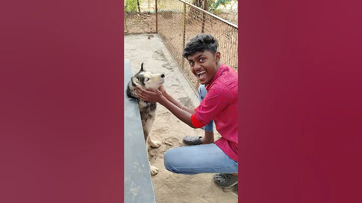 Watch the video about Vaanga indian breed vs persian breed pakkalam💐 #comedy #entertament #funny #dialough #tamilshorts