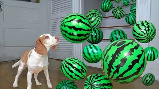 Dog Surprised by Watermelon Shower! Cute Dog Indie Gets GIANT Watermelon Surprise!