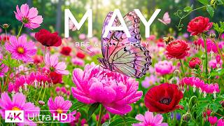 Springtime Splendor 4K | Beautiful Spring Garden, Butterflies & Buzzing Bees
