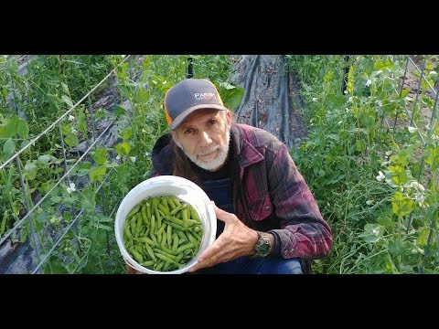 Video: Hardenbergia Coral Pea Information - Tips til dyrkning af Coral Pea vinstokke