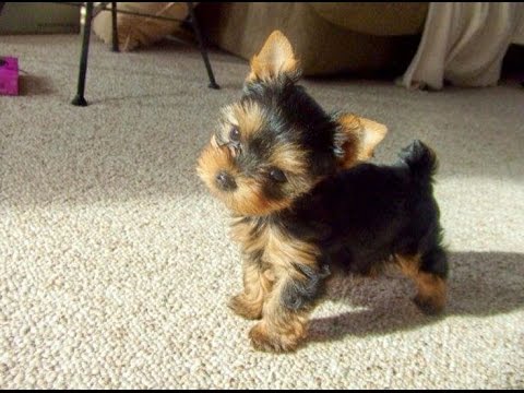 puppy haul cutest yorkies puppies a dogs compilation 2017 funnydog tv puppy haul cutest yorkies puppies a dogs compilation 2017 funnydog tv