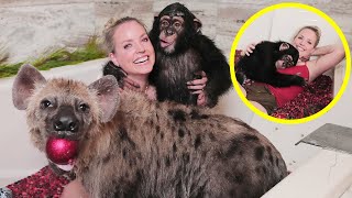 HYENA AND CHIMPANZEE BATH!