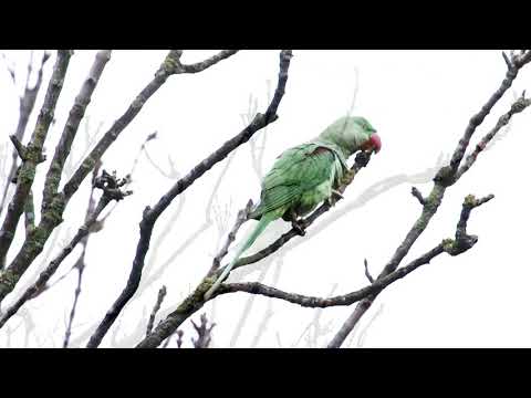 Videó: Hogyan viselkednek a teknősök víz alatt?