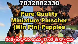 Miniature Pinscher (Min Pin) Puppies  7032882330 #puppy  #puppies #puppydog