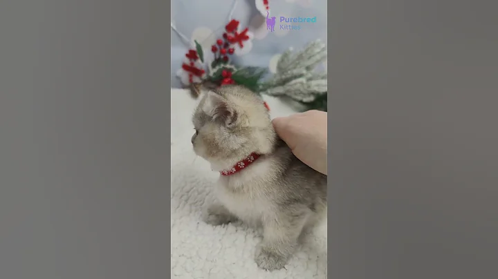 Video 11857701: british shorthair golden kitten, little british shorthair, britishshorthair