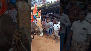 Chittoor jallikattu Bulls mass performance in gangudu palli jallikattu ❤️‍🔥#venkateswara #ttd