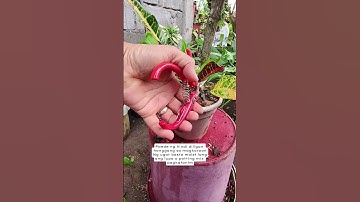 Propagation technique #stemcuttings #crotonplant #plantpropagation #tipsntricks #homegardening