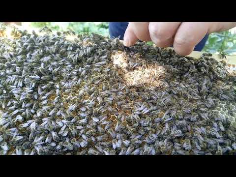 Video: Bal arılarında mayalanmamış yumurta əmələ gəlir?