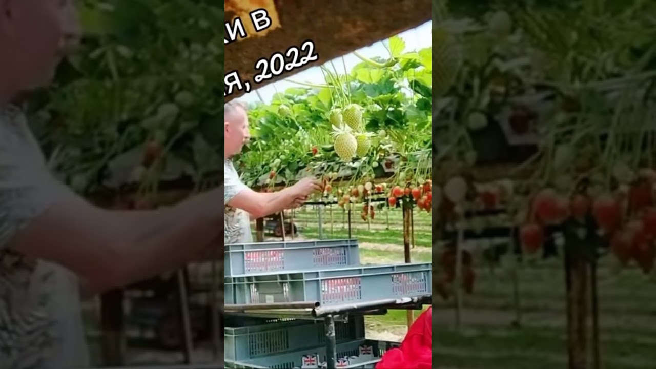 Работа в Англии ферма клубника город Кентербери графство Кент - YouTube