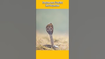 Snakes can predict Earthquake? #shorts #youtubeshorts