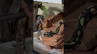 Celebrity Jungle Carpet Pythons are arboreal snakes…it’s that simple! #reptiles #pets #snake Net Worth