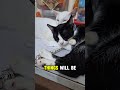 #cats #pets #madiztrup #fyp #viral ##sweet