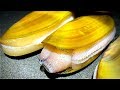 GIANT Razor Clams | Pacific Coast Night Dig | Washington