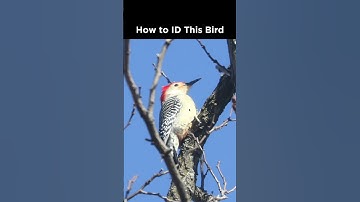 Can you identify this woodpecker?