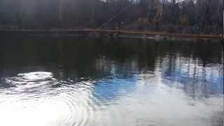 Karp 7 Kg Łowisko Komercyjne Sobięcin