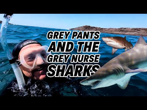 Grey Pants and the Grey Nurse Sharks
