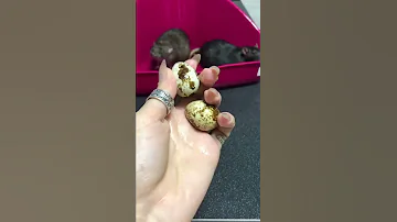 Можно крысам сырые яйца?🐀