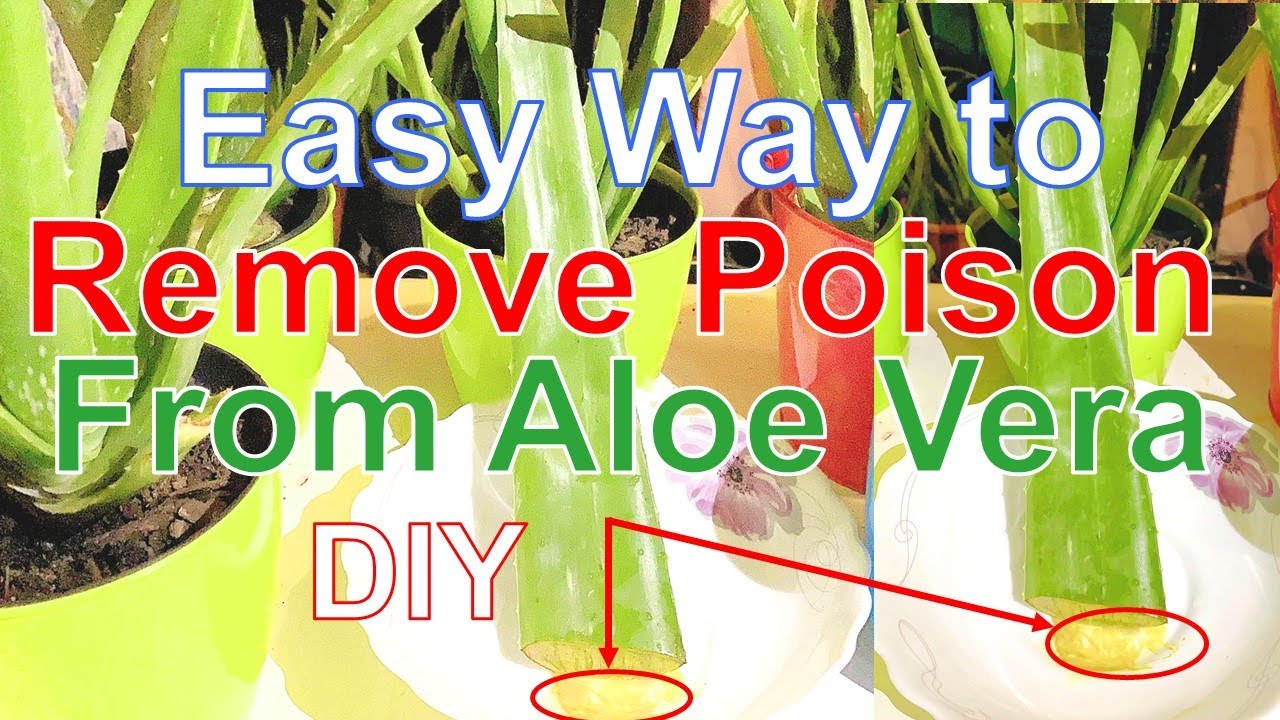 আ্যলোভেরা কিভাবে Poison মুক্ত করবেন / How to Remove Poison from Aloe
