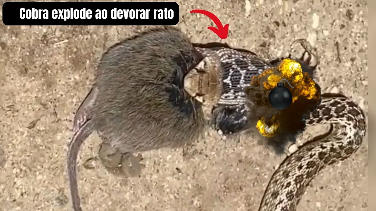Rato ataca cascavel, ignora picadas e devora cobra: 'começou pelo