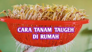 Cara Tanam Taugeh Di Rumah/Mudah dipraktikkan