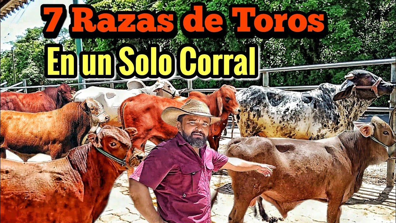 7 Diferentes Razas De Toros En Un S lo Corral YouTube