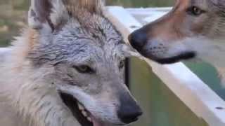 Glock Arian Rihanna Of Syria