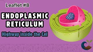 Leaflet 8 Endoplasmic Reticulum Rough Vs Smooth Er & Their Functions Cl 9 Biology, Snc
