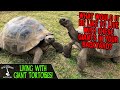 LIVING WITH GIANT TORTOISES! (Galápagos Tortoise care with Jerry Fife)