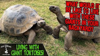 LIVING WITH GIANT TORTOISES! (Galápagos Tortoise care with Jerry Fife)