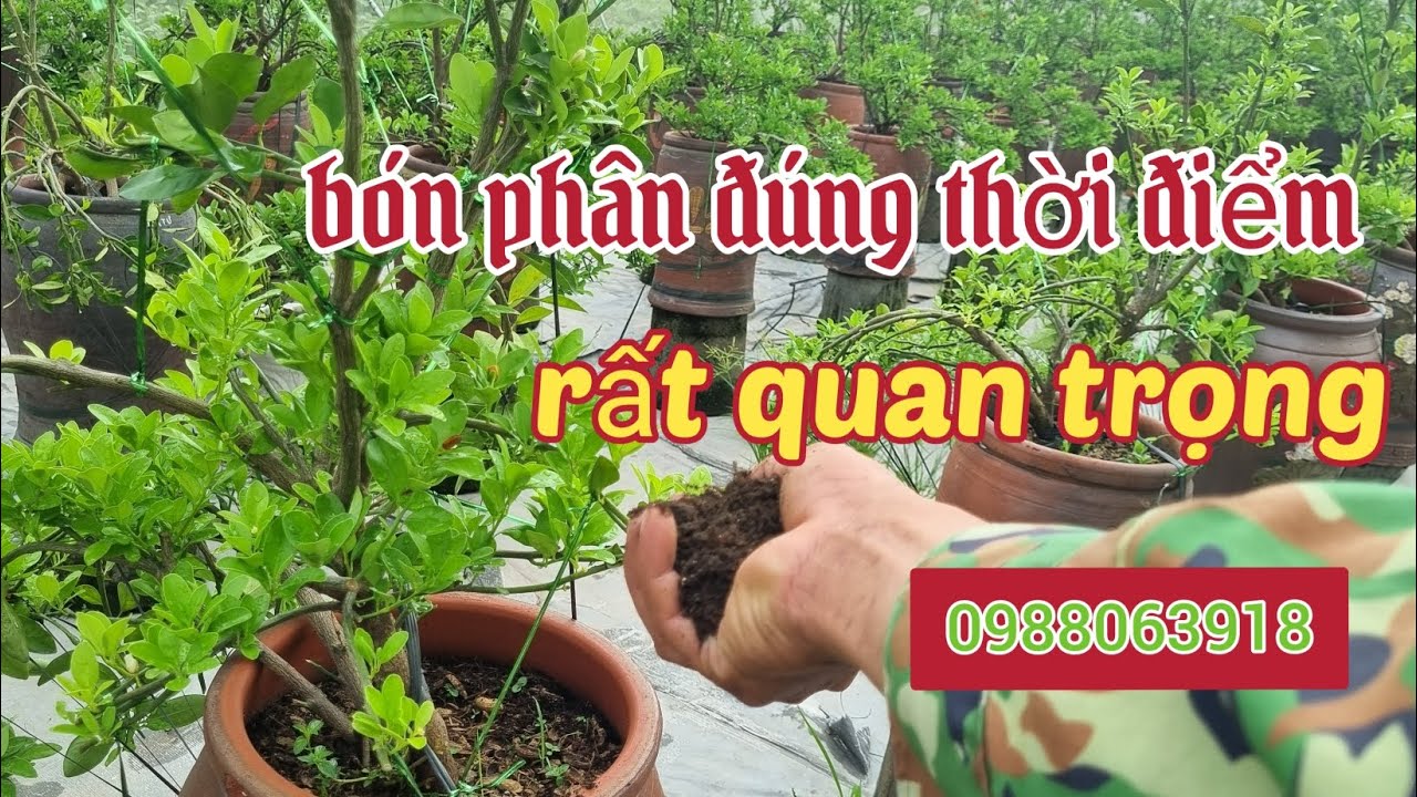 Thời điểm tốt nhất để bón phân cho cây quất (cây tắc) sđt 0988063918